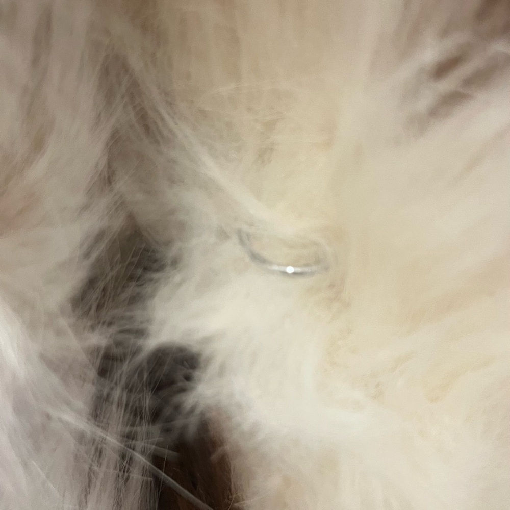 Azalea Wang size small Gorgeous Faux Fur Coat - Picture 6 of 11